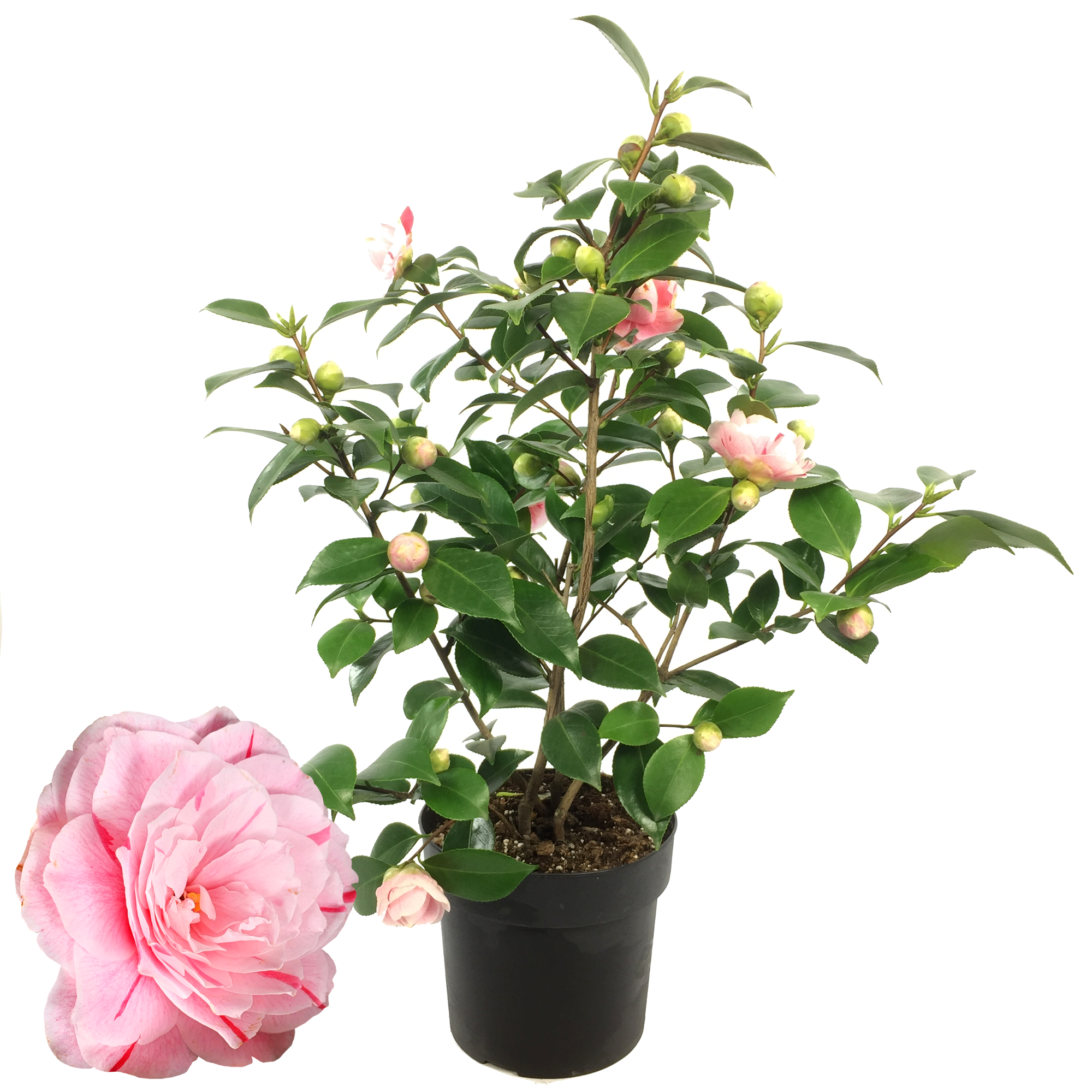 Kamelie 'Bonomiana' rosa 19 cm Topf + product picture