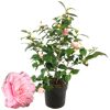 Kamelie mit rosa Blüten und Knospen im Topf