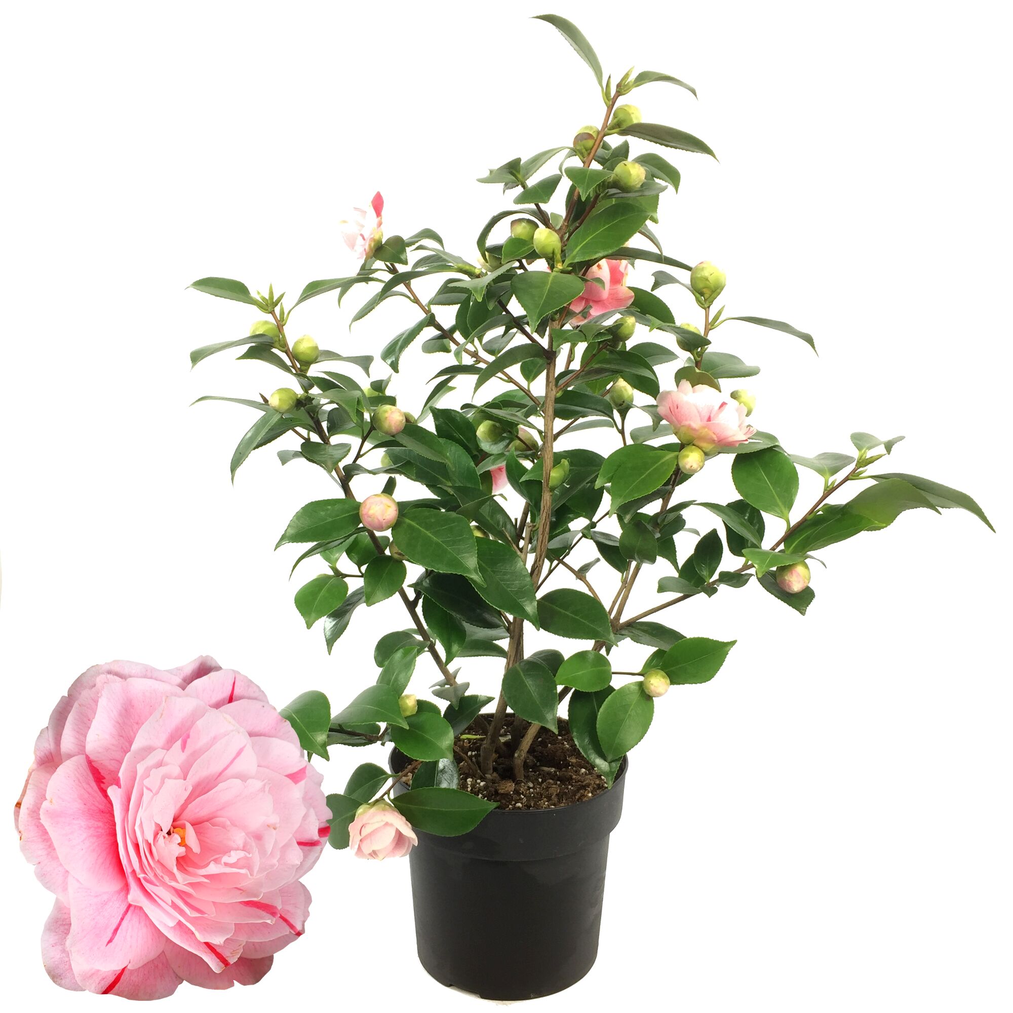 Kamelie mit rosa Blüten und Knospen im Topf