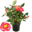 Kamelie 'Dr. King' rot 28 cm Topf