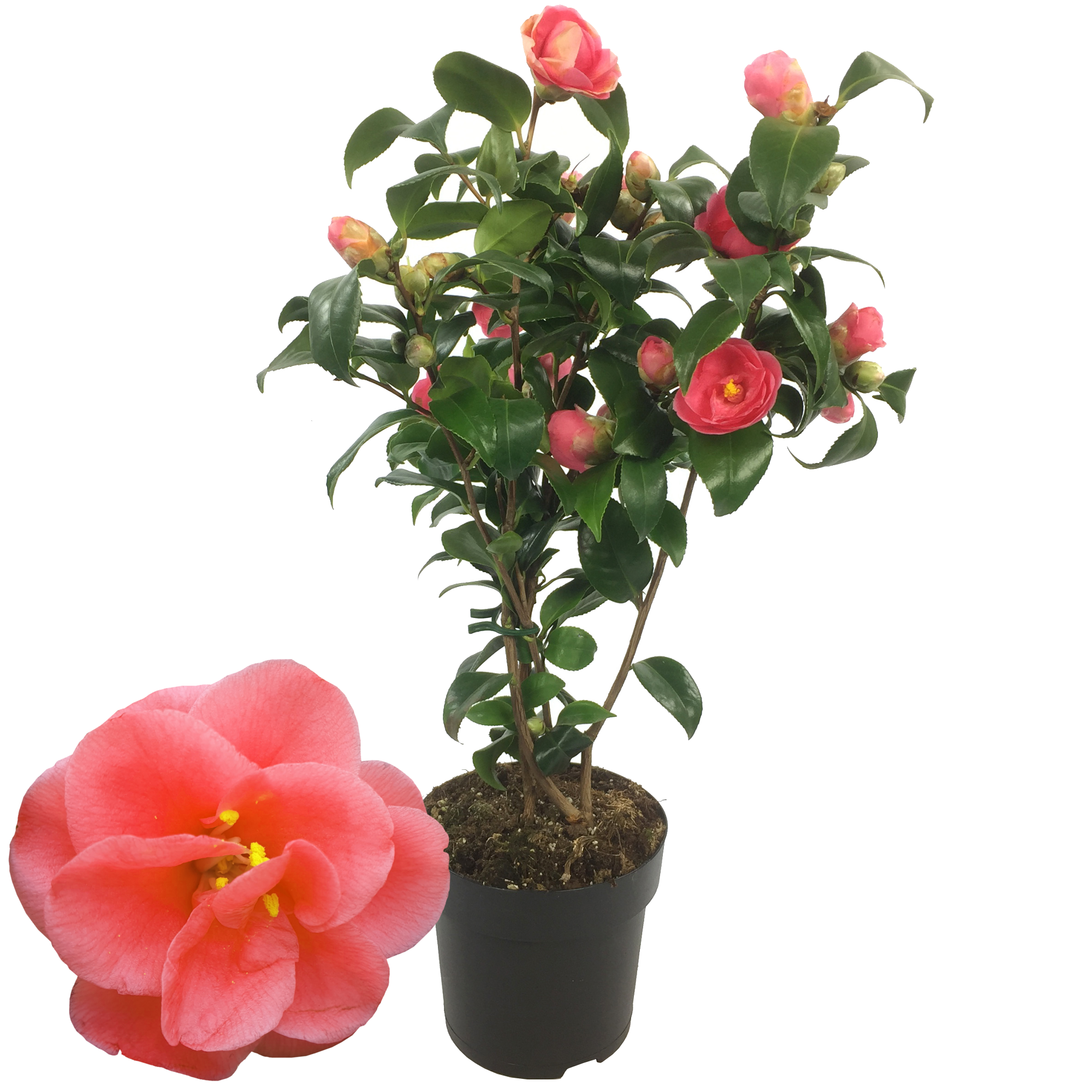 Kamelie 'Mary Williams' rosa 15 cm Topf + product picture