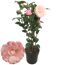 CAMELLIA NUCCIO Kamelie im Topf