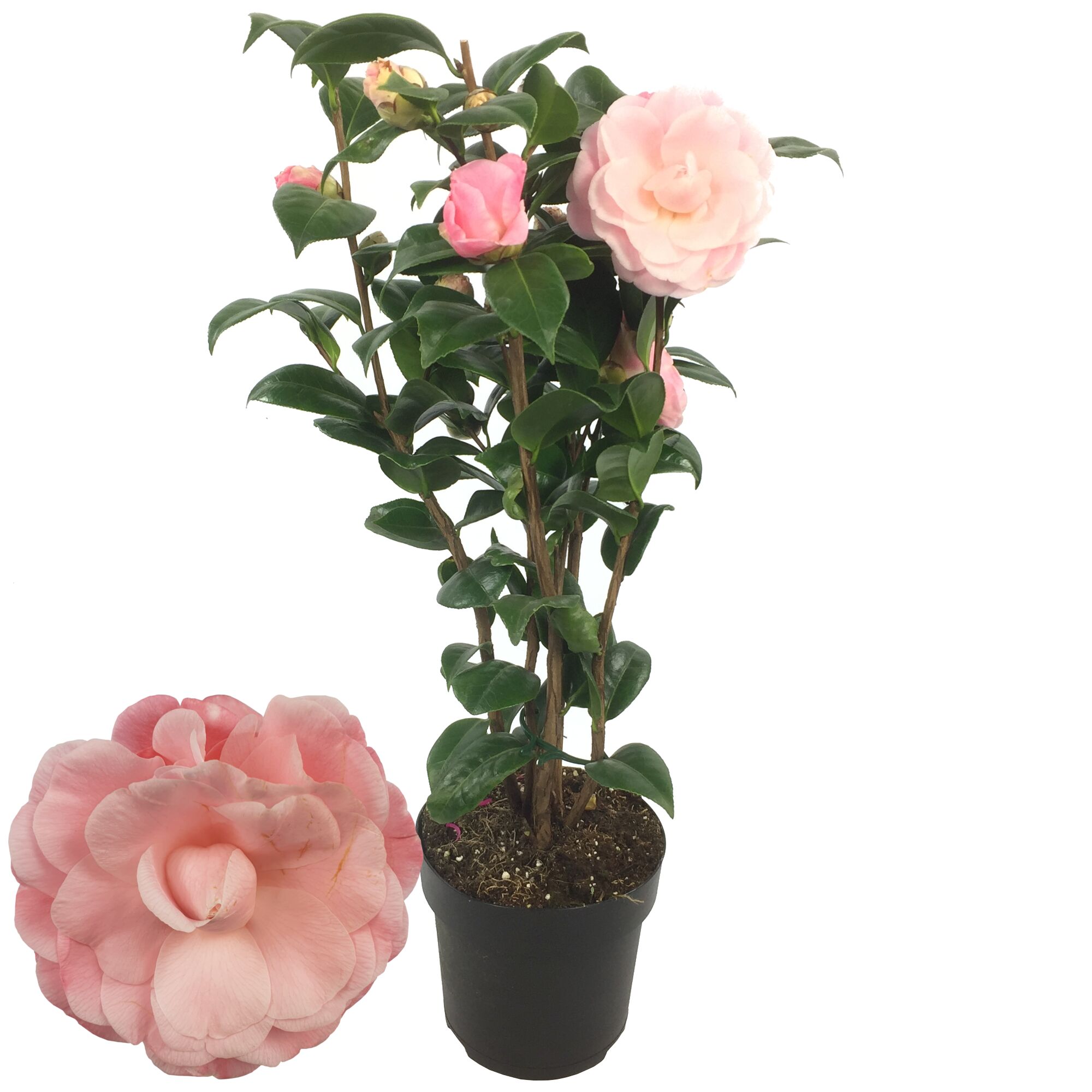 CAMELLIA NUCCIO Kamelie im Topf