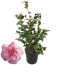 Kamelie 'Spring Festival' rosa 19 cm Topf