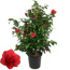 Kamelie 'Black Lace' rot 28 cm Topf