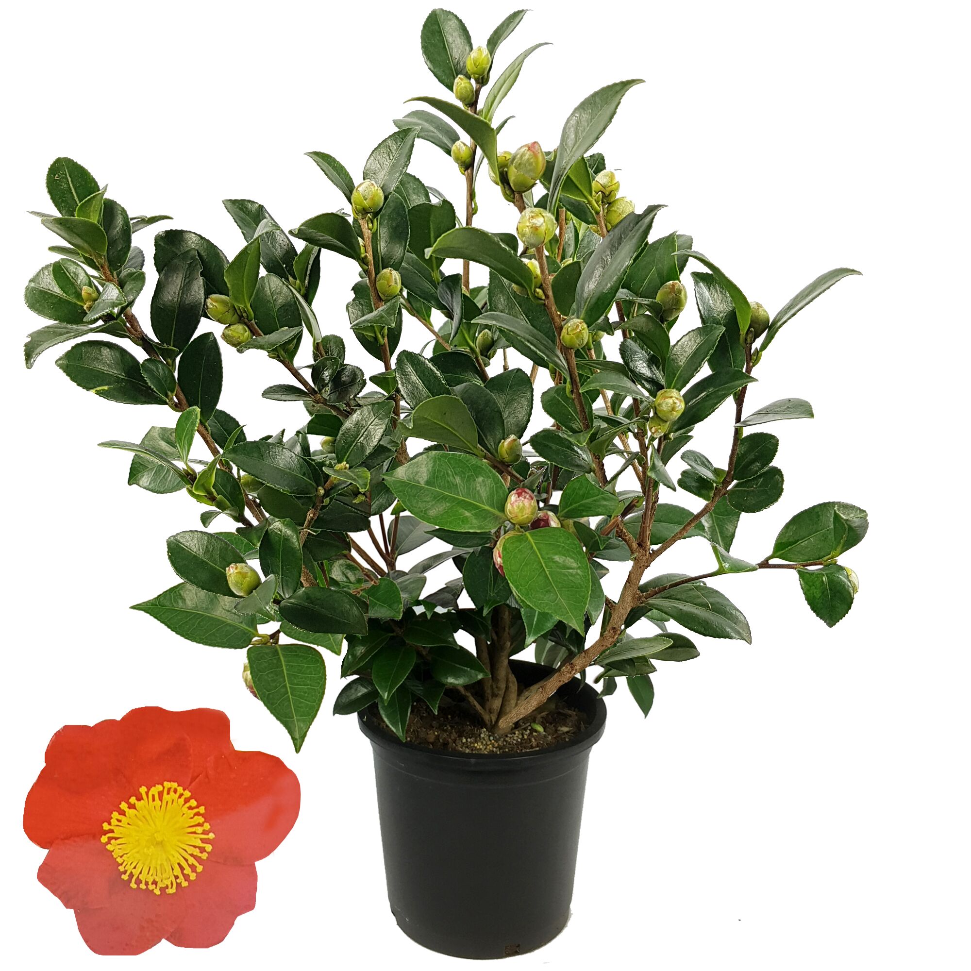 Kamelie Yuletide mit Blütenknospen im Topf