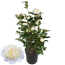 Kamelie 'Jury's Yellow' creme 28 cm Topf