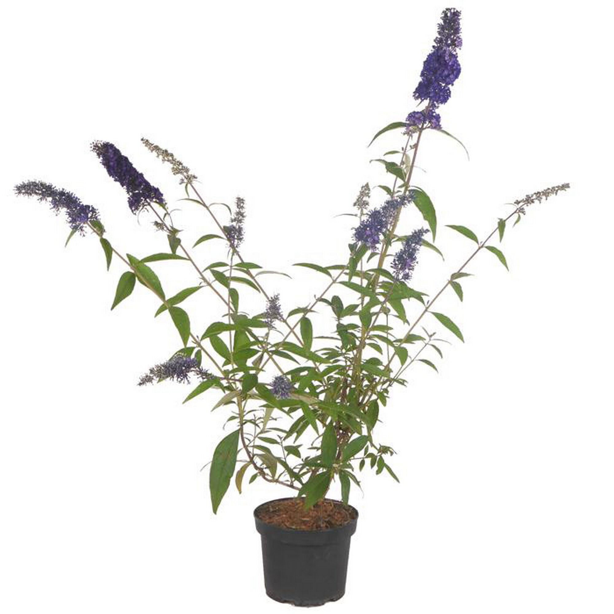 Lila blühender Sommerflieder im Topf