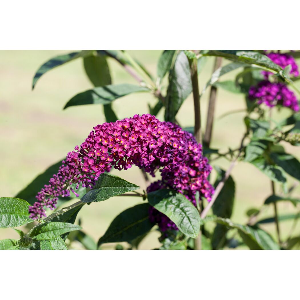 Lila Blüten des kompakten Sommerflieders
