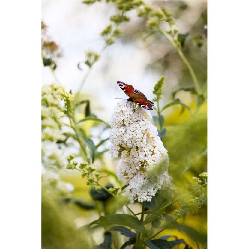 Schmetterling auf weißen Blüten