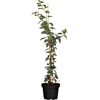 Kletterpflanze Schizophragma White Sensation im Topf