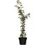 Kletterpflanze Schizophragma White Sensation im Topf