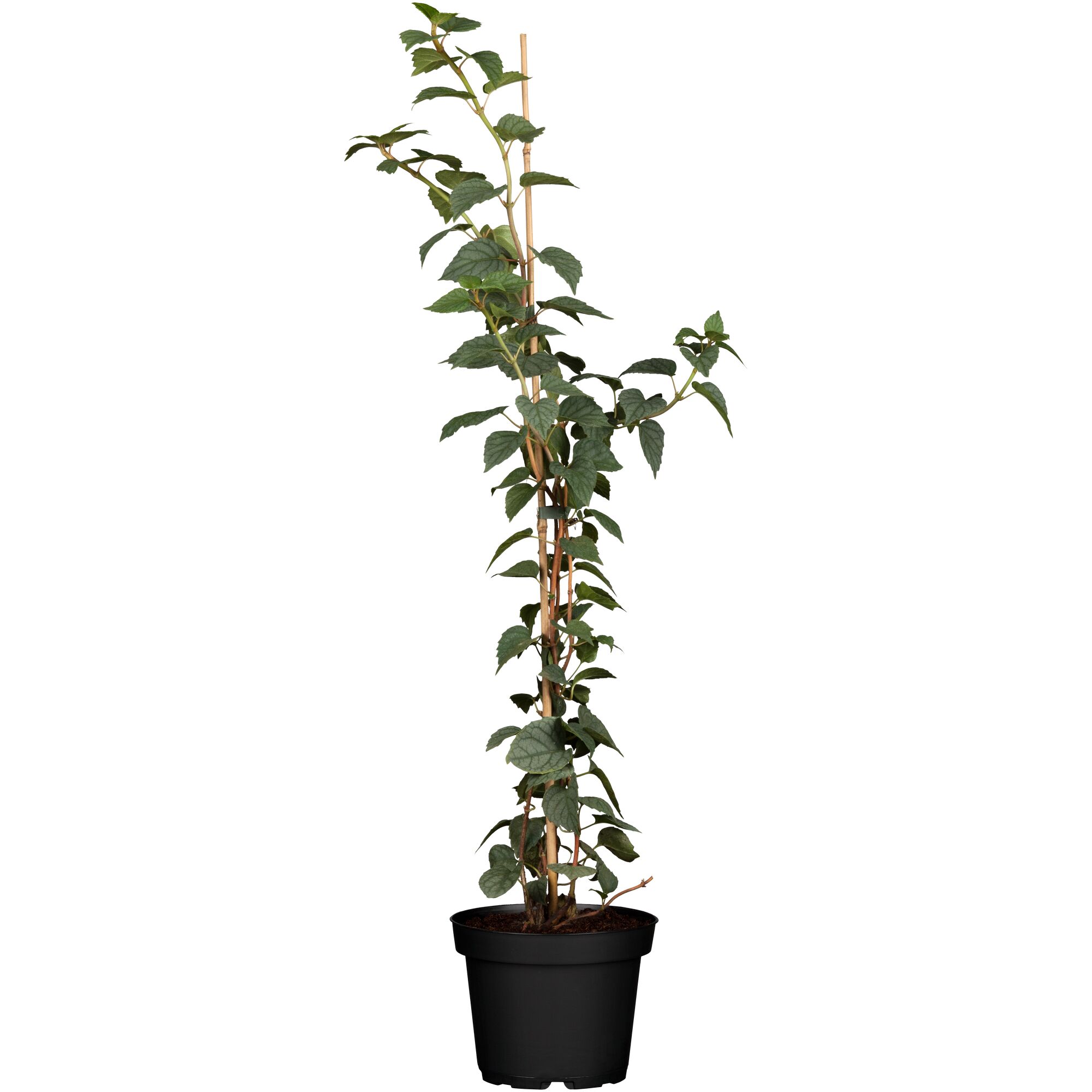 Kletterpflanze Schizophragma White Sensation im Topf