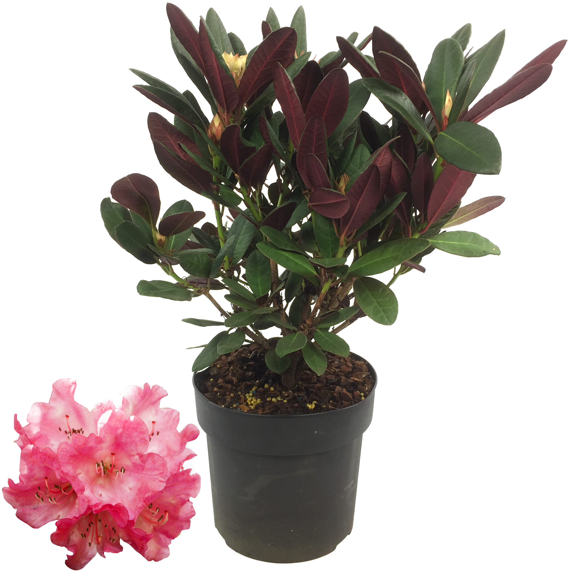 toom Rhododendron 'Wine & Roses®' 19 cm Topf
