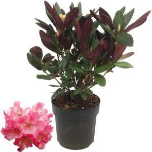 Rhododendron 'Wine & Roses®' 19 cm Topf