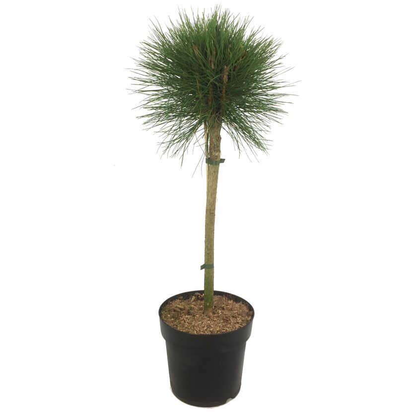 Kiefer Pinus Summer Breeze im Topf