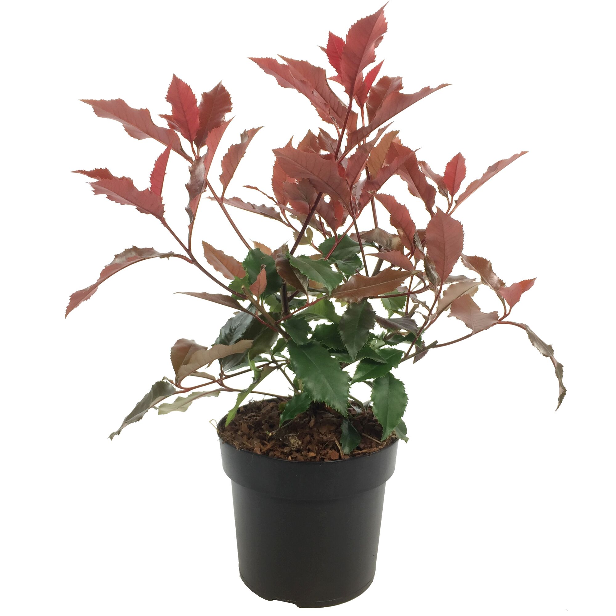 Topfpflanze mit rotgrünen Blättern