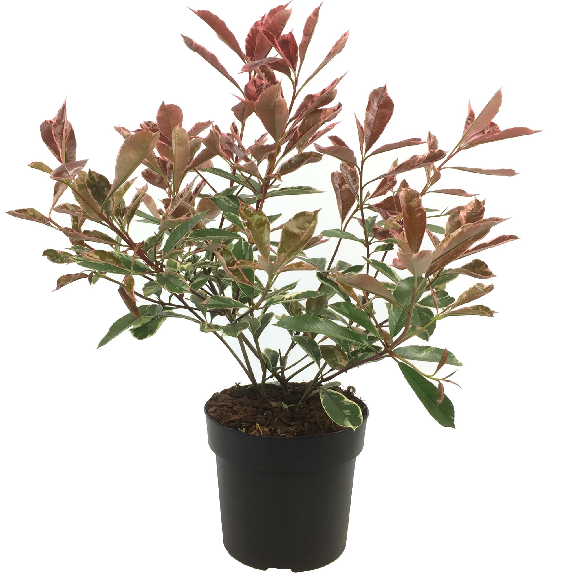 Photinia Fras. im Topf