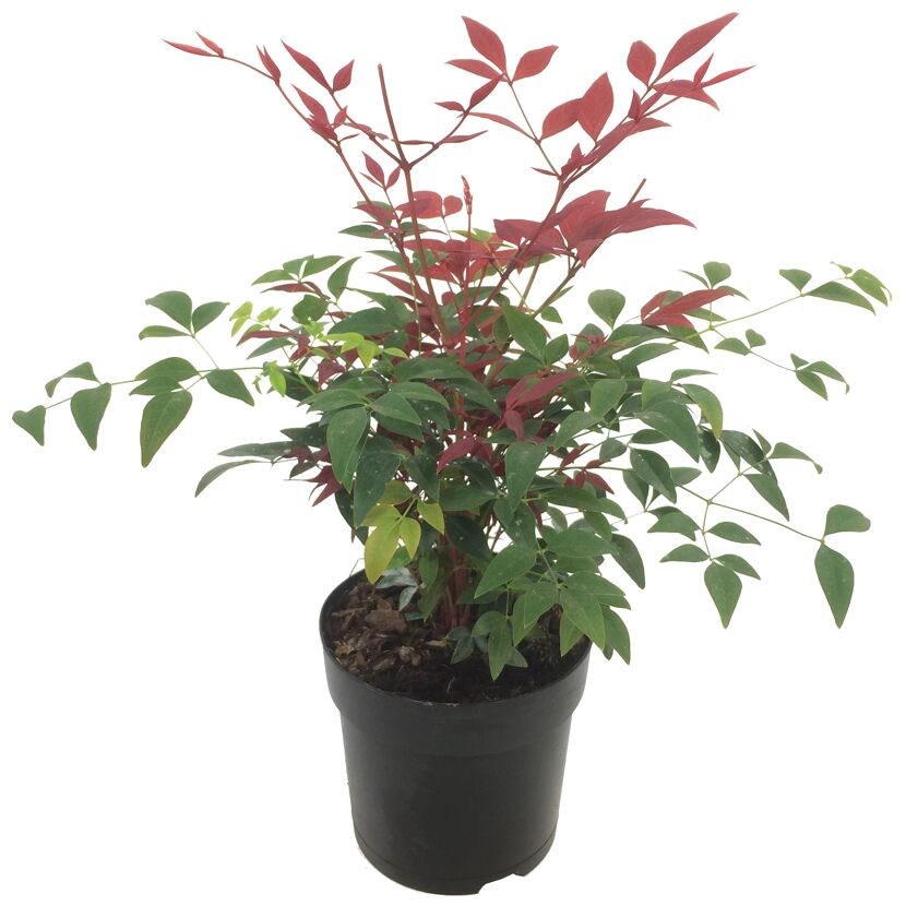 Nandina Dom. Obsessed Himmelsbambus in einem Topf