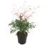 Himmelsbambus 'Twilight®' 13 cm Topf