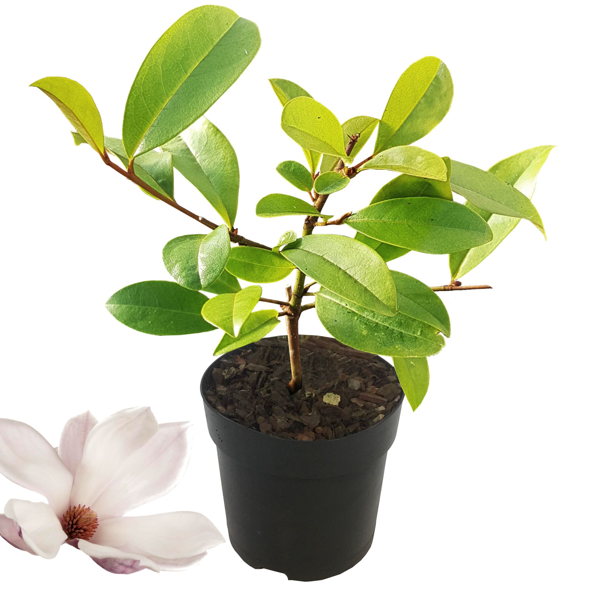 Magnolienpflanze im Topf mit Blüte