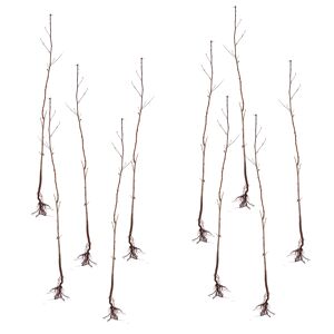 Feldahorn wurzelnackt 100-125 cm, 10er-Bund