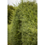 Verkleinertes Bild von Schwarzgrüner Liguster wurzelnackt 50-80 cm, 10er-Bund
