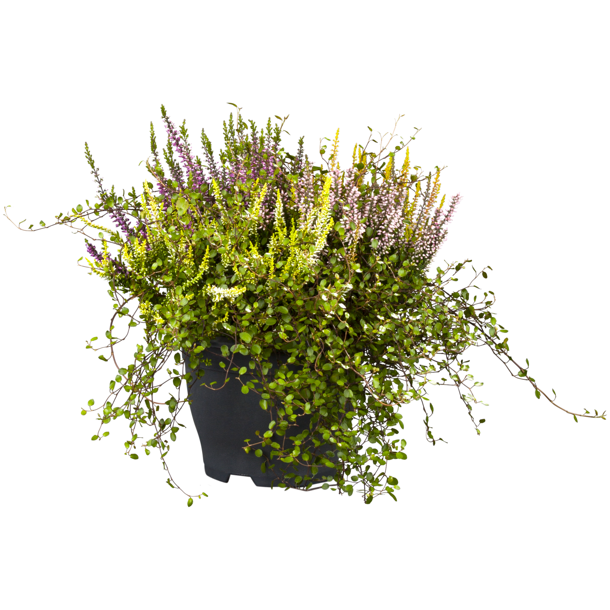 Knospenheide mit Mühlenbeckie 13 cm Topf
