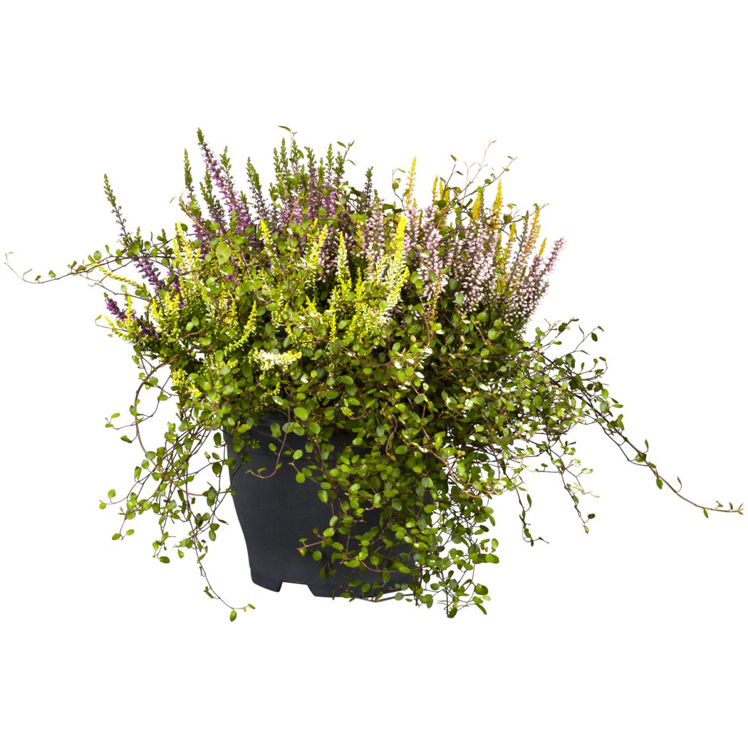 Knospenheide mit Mühlenbeckie 13 cm Topf