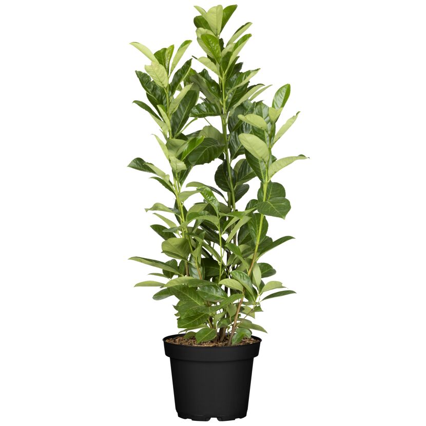 Kirschlorbeer 'Rotundifolia' 80-100 cm