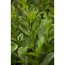 Verkleinertes Bild von Kirschlorbeer 'Rotundifolia' 80-100 cm, 23 cm Topf
