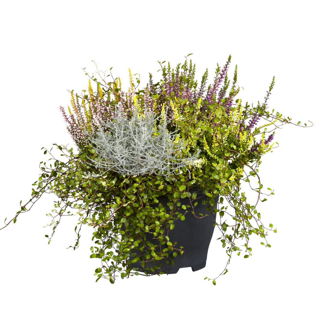 Knospenheide 'Garden Girls' Trio mit Mühlenbeckie und Stacheldraht, 13 cm Topf