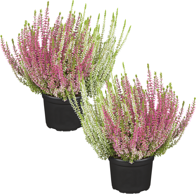 Bild von Knospenheide Gardengirls® 'Twin-Girls® 2er-Set