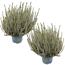 Knospenheide 'Calluna for Future' weiß 12 cm Topf, 2er-Set