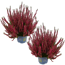 Knospenheide 'Calluna for Future' rot 12 cm Topf, 2er-Set