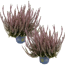 Knospenheide 'Calluna for Future' violett 12 cm Topf, 2er-Set