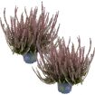 hauptbild