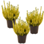 Knospenheide gelb gefärbt 11 cm Topf, 3er-Set