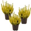 hauptbild
