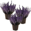 Knospenheide blau gefärbt 11 cm Topf, 3er-Set