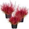 Drei Topfpflanzen mit rosa-roter Knospenheide