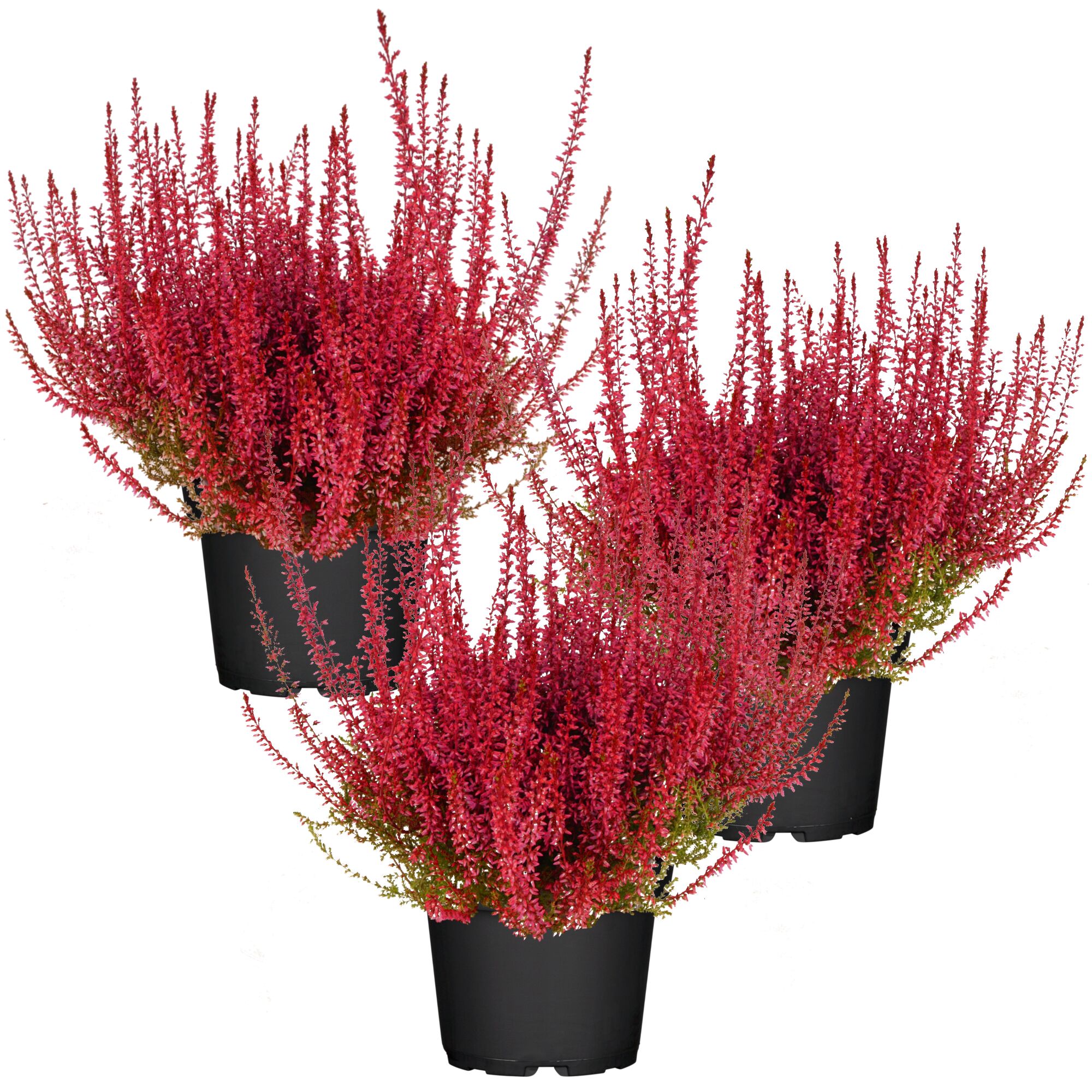 Drei Topfpflanzen mit rosa-roter Knospenheide