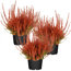 Knospenheide orange gefärbt 11 cm Topf, 3er-Set