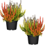 Knospenheide 'Gardengirls® Sunset Line Trio' 13 cm Topf, 2er-Set