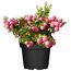 Torfmyrte Pernettya rosa im schwarzen Topf