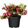 Torfmyrte mit rosa Beeren im Topf