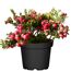 Torfmyrte mit rosa Beeren im Topf