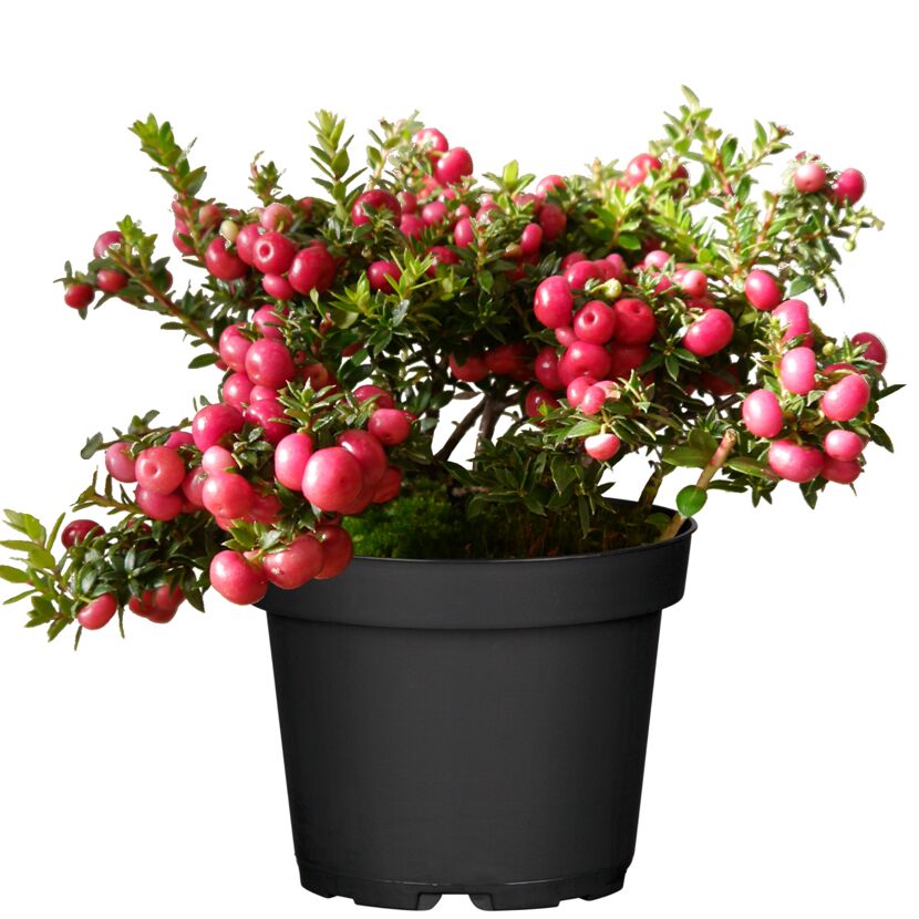 Torfmyrte mit rosa Beeren im Topf