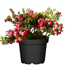 Torfmyrte rot 14 cm Topf