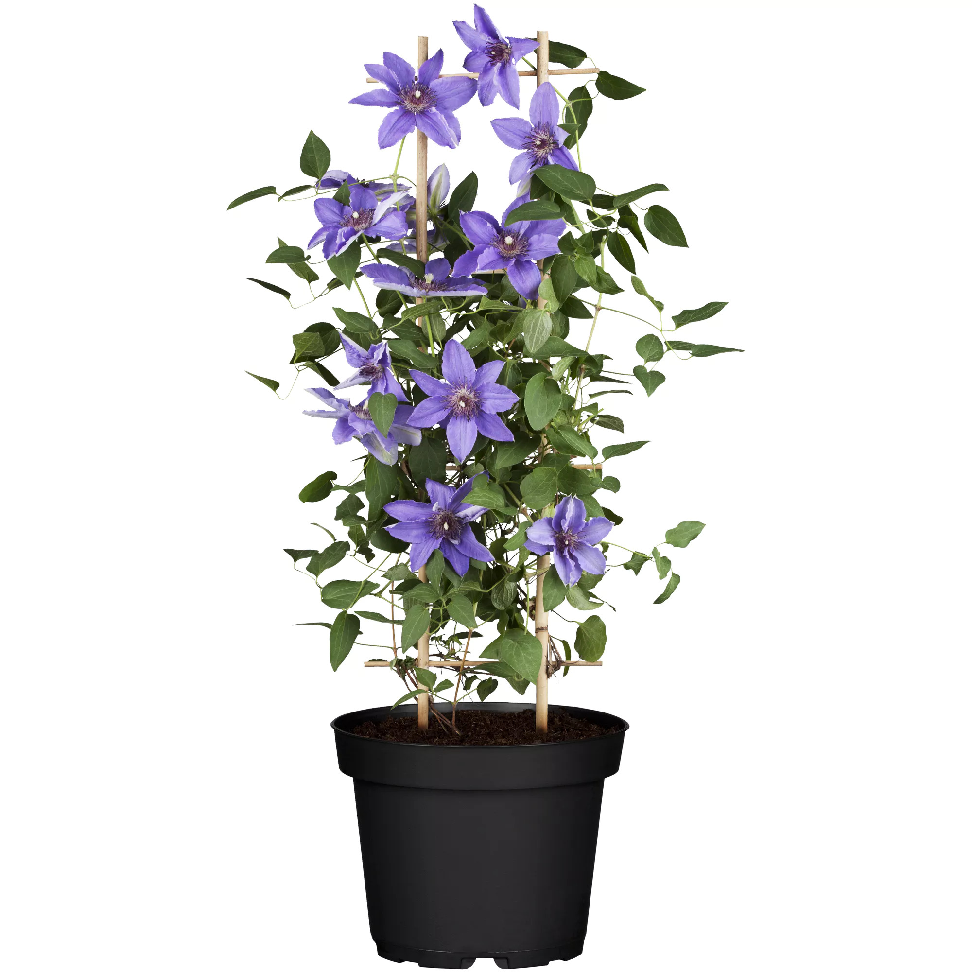 Clematis Standard blau 14 cm Topf + product picture